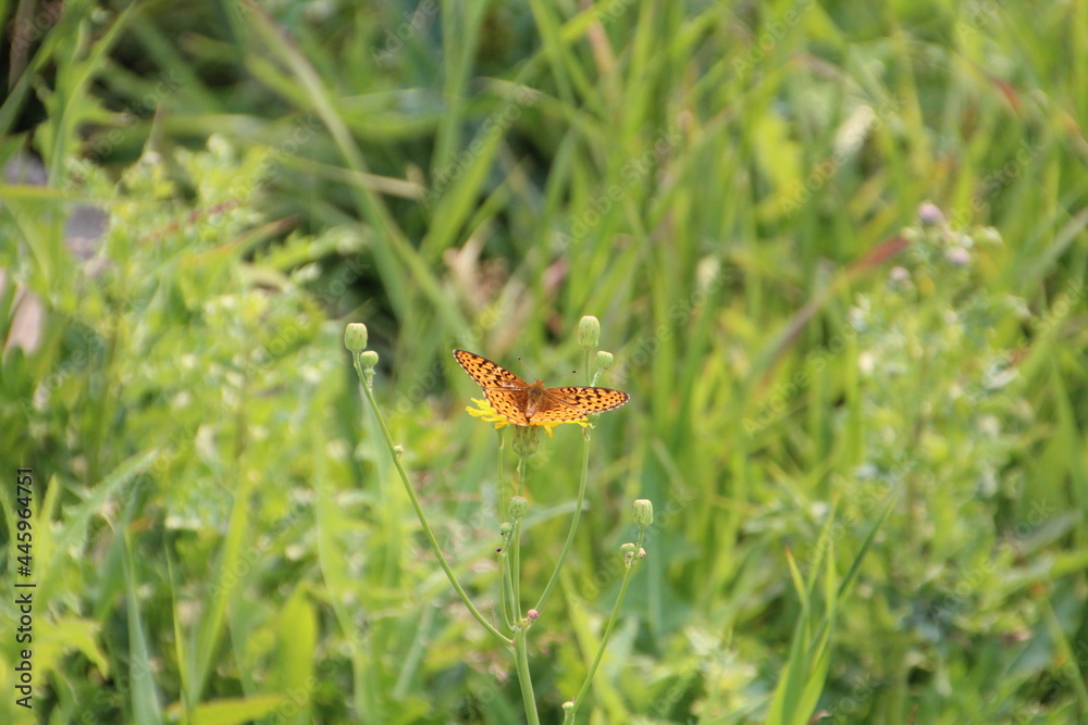 Butterfly In The Grass, Jasper National Park, Alberta