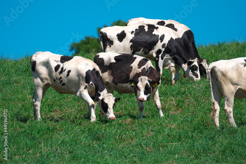 放牧されていた牛たち