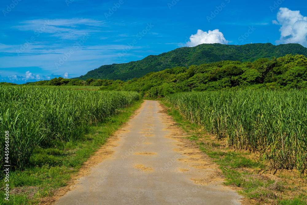 Fototapeta premium 沖縄県石垣島の風景 Ishigaki Okinawa