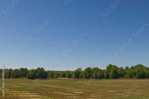 Beautiful Country farmland trees and clear blue sky background © billtster