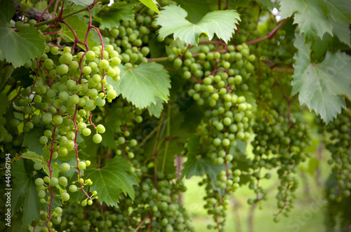 Wallpaper Mural Frontenac Grapes for Ontario Wines Torontodigital.ca