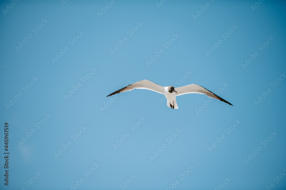 Obraz premium Seagull in Flight