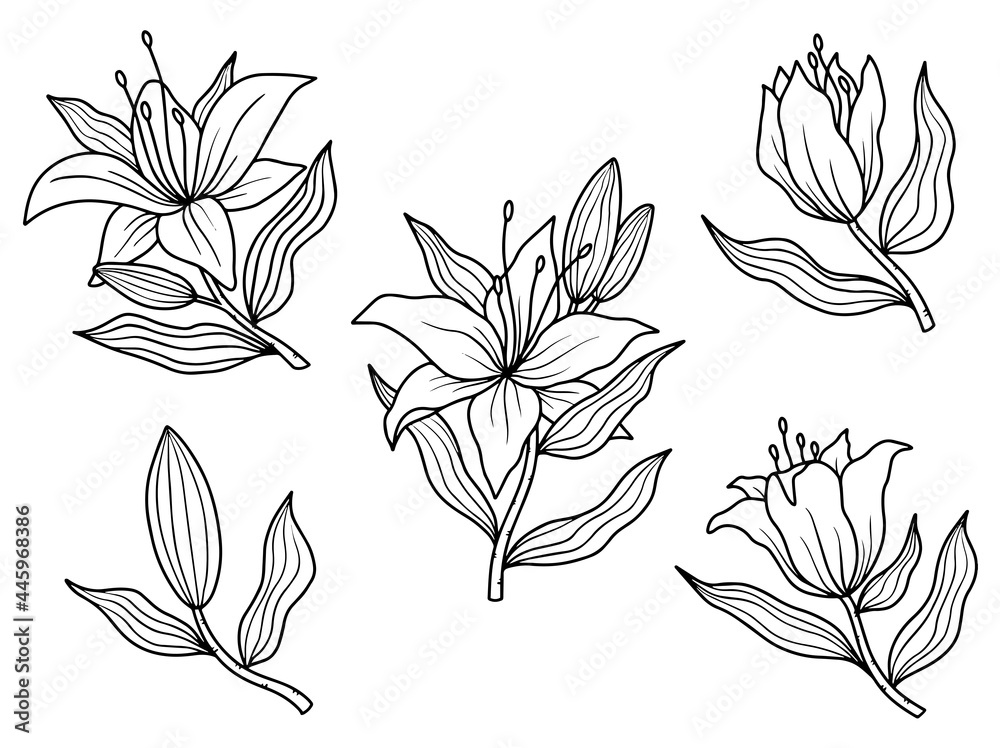 Hand drawn flower sketch line art illustration set.