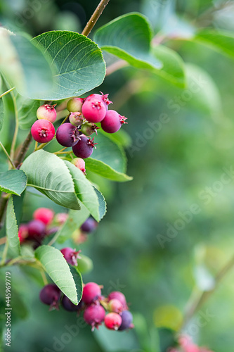 Shadberry berries on a bush in the garden, at sunny day. Close-up organic, ripe berries on the branch of amelanchier canadensis tree, selective focus.  photo