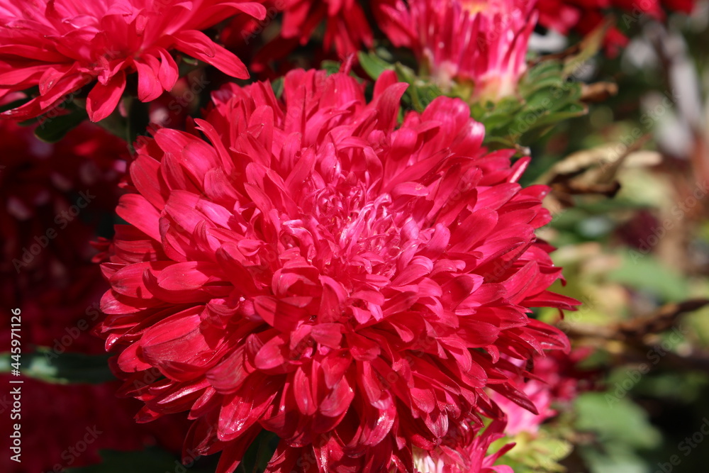 closeup of red chrysanthemum represents happiness, hope and commonly use in festival design. closeup of red chrysanthemum represents happiness, hope and commonly use in festival design.