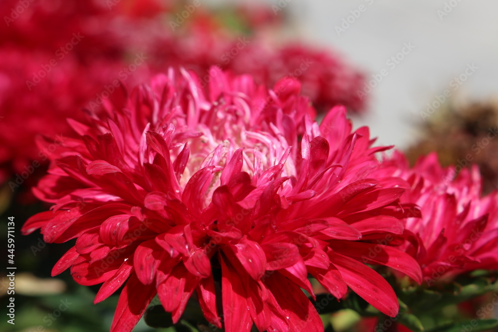 A red chrysanthemum highlights fruitful, hope, and happiness. The flower language of chrysanthemum: clean, noble, I love you, true feelings