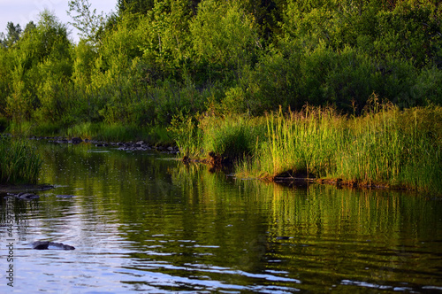 On a summer evening on the river, where tall green grass grows. Silence around. 