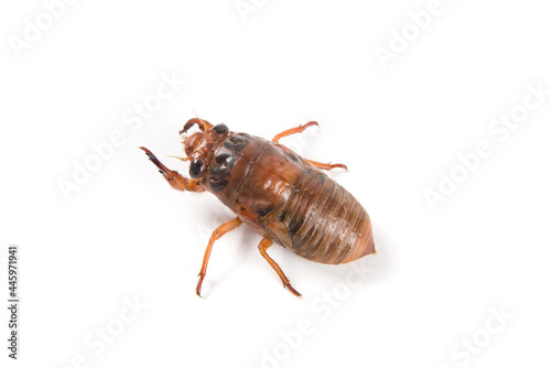 larva cicada moving on white background © zhikun sun