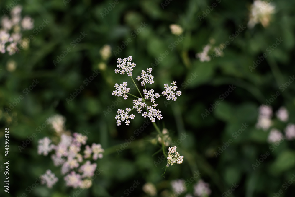 aegopodium flower nature summer
