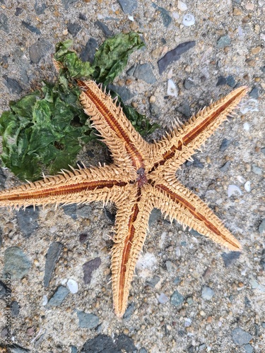 Dead starfish near the beach