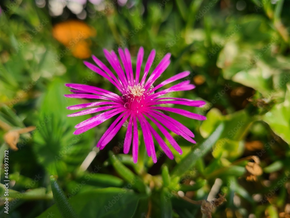 Obraz premium Delosperma on the roadside