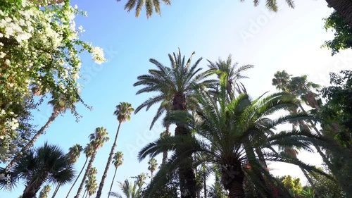 POV ground view of high palm trees in a blue sky while walking in an oasis
