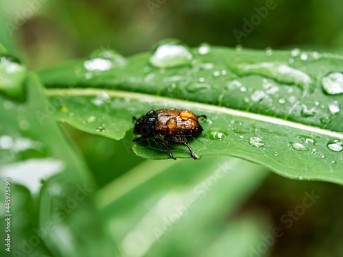 june beetle on a green leaf covered with raindrops, macro photo