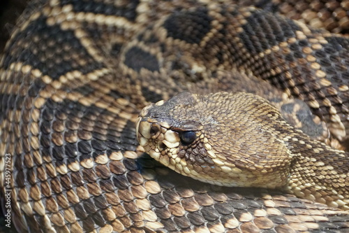 Obraz na plátně Beautiful patterns of Eastern Diamondback Rattlesnake
