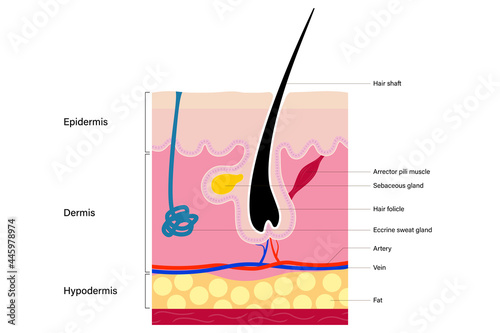 Human skin anatomy, hair and sebaceous gland