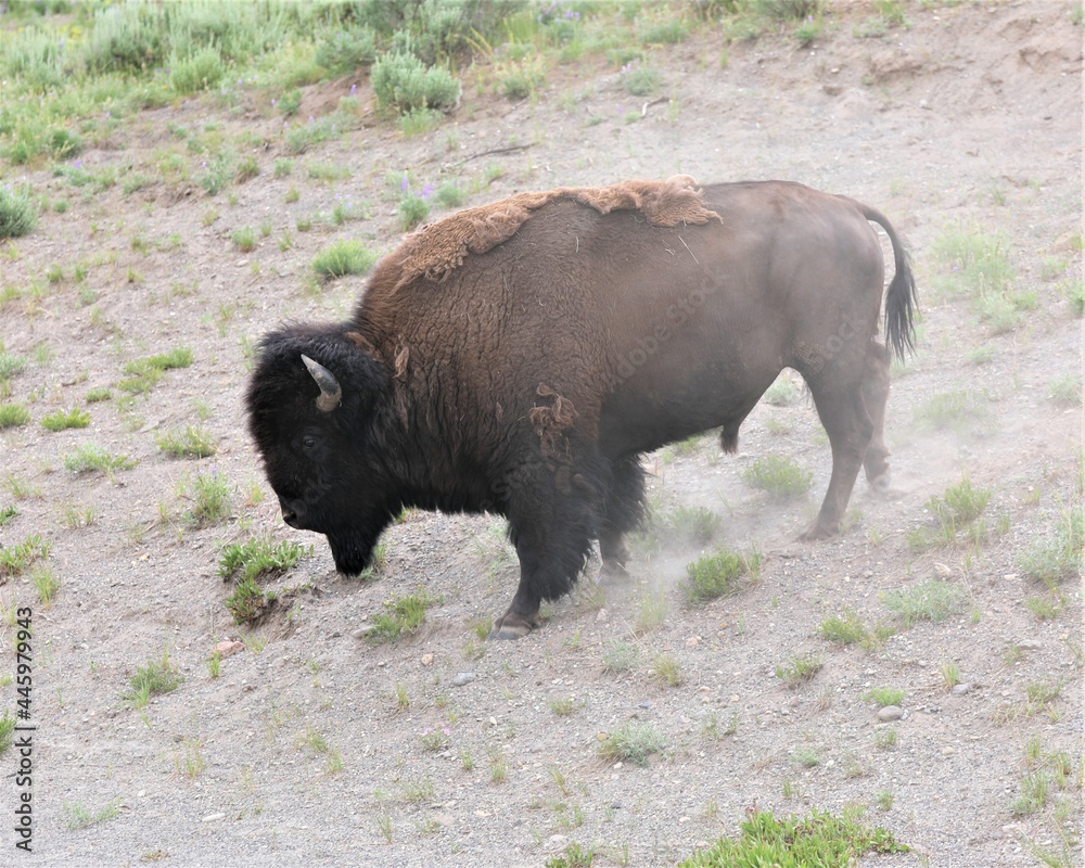 A Buffalo in Yellowstone National Park in Wyoming