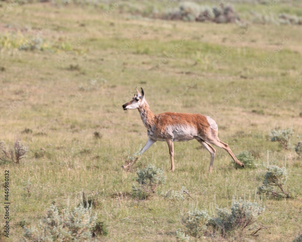A Female Pronghorn in Yellowstone National Park in Wyoming A Female Pronghorn in Yellowstone National Park in Wyoming