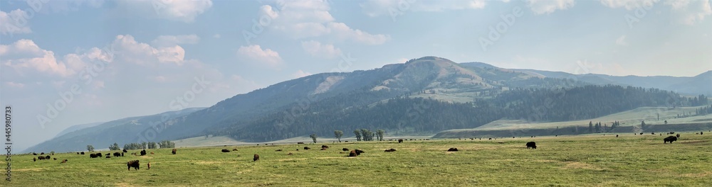 Panorama of the Buffalo Herd in Lamar Valley in Yellowstone National Park Panorama of the Buffalo Herd in Lamar Valley in Yellowstone National Park