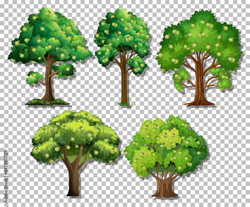 Set of different trees on transparent background