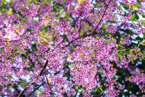 Close up of pink cherry flower blossom on its tree in springtime