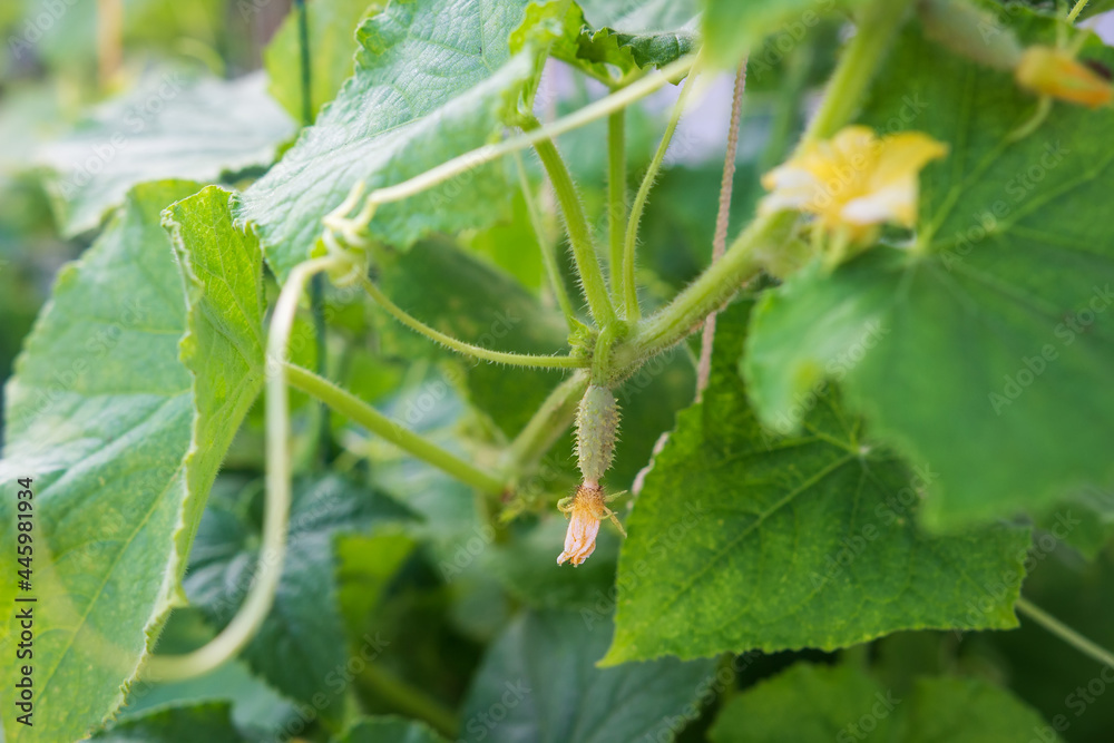Closeup picture of small green cucumber on a branch. Young plant cucumber and blooming yellow flowers. Growth cucumbers in organic farms.