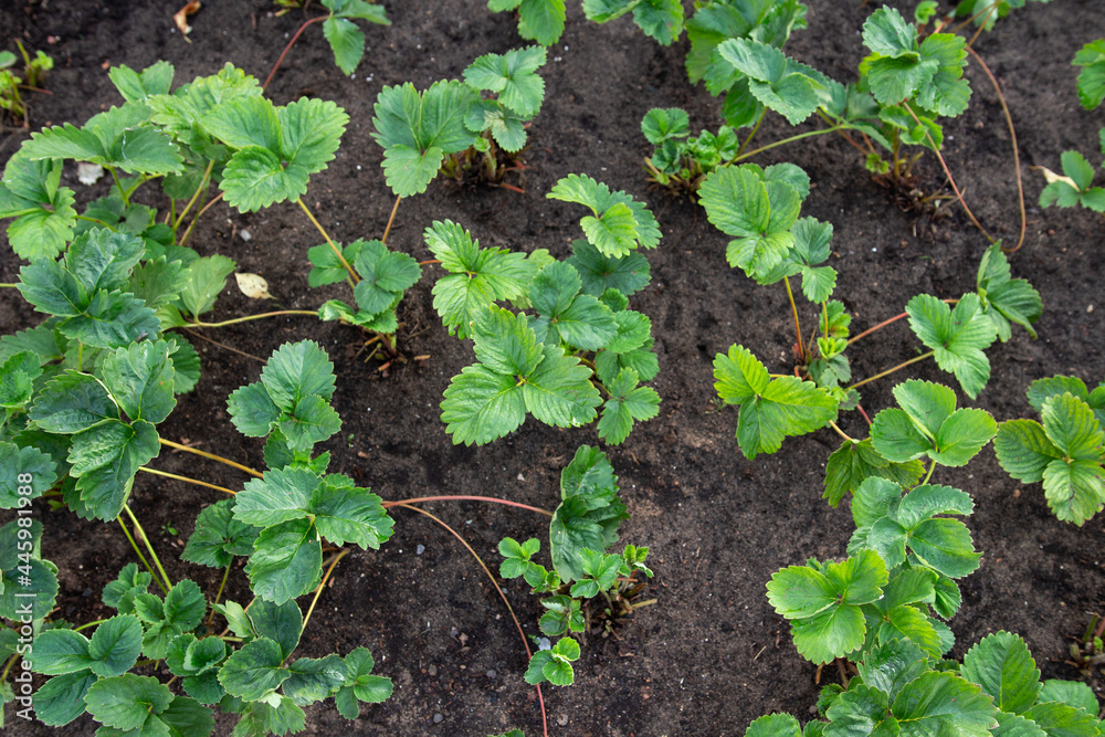 Strawberry grow on a bed. Young strawberry bush without berries on a plantation. Planting young strawberries in the garden. Agricultural background. Strawberry grow on a bed. Young strawberry bush without berries on a plantation. Planting young strawberries in the garden. Agricultural background.