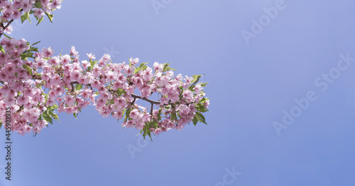 桜、青空