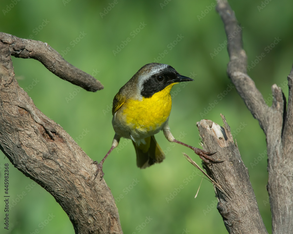 Fototapeta premium Male Common Yellowthroat Warbler