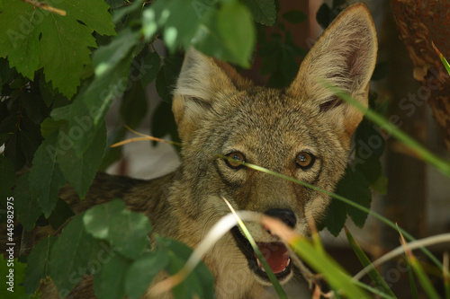 Coyotes living in the Suburbs
