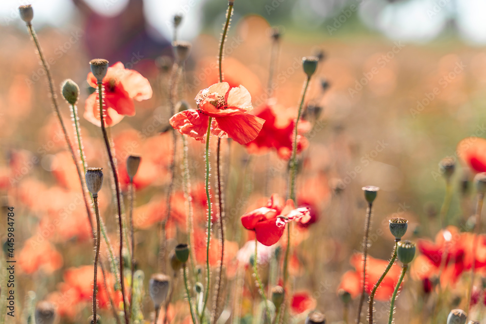 Fototapeta premium Abstract background with poppies in the field on a sunny summer day