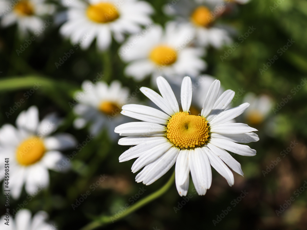 Fototapeta premium Daisy flower