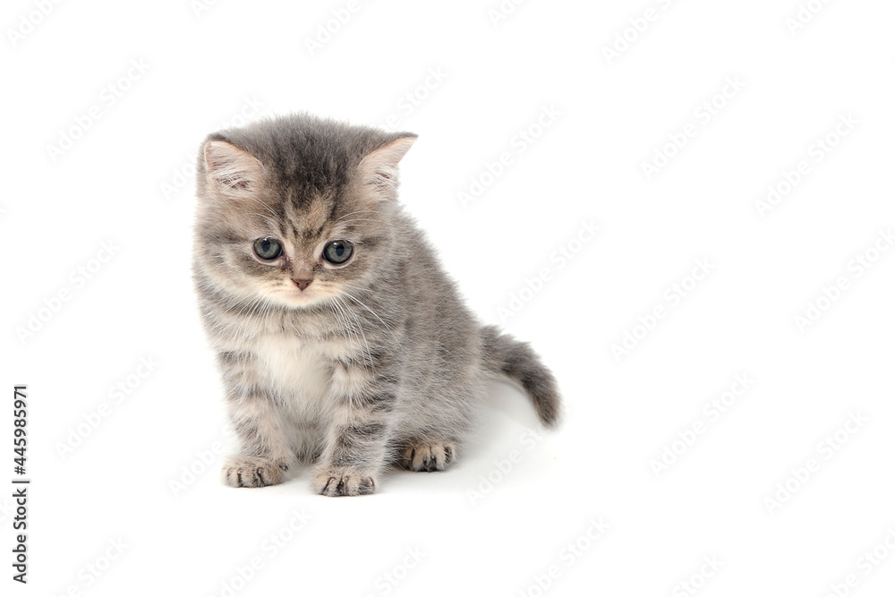 Obraz premium a gray striped purebred kitten sits on a white background