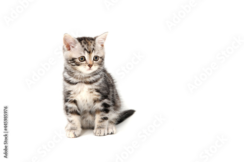 a gray striped purebred kitten sits on a white background © Евгений Порохин
