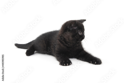 fluffy purebred black kitten lies on an isolated background © Евгений Порохин
