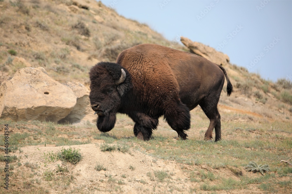 A Big Bull Buffalo in Theodore Roosevelt National Park in North Dakota A Big Bull Buffalo in Theodore Roosevelt National Park in North Dakota