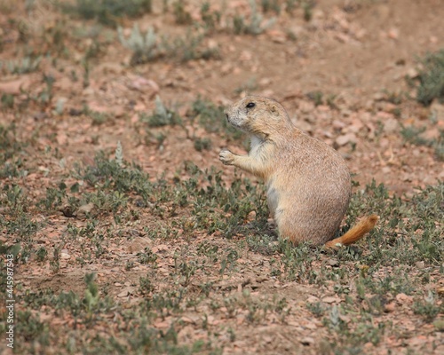 A Cute Little Prairie Dog in Theodore Roosevelt National Park