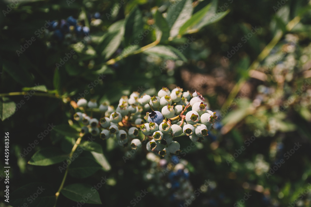 Fresh organic blueberries on the bushes. Summer background.
Ripe blueberries on a branch on a blueberry field farm. Fresh organic blueberries on the bushes. Summer background.
Ripe blueberries on a branch on a blueberry field farm.