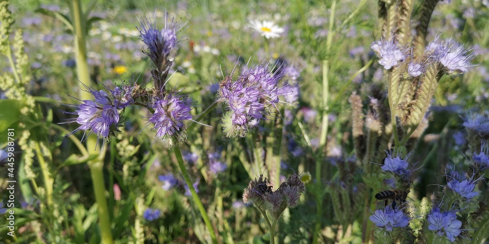 Obraz premium field of lavender