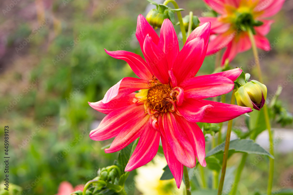 Obraz premium Beautiful blossoming red zinnia chamomile flower. Summer in the garden. Close-up. Place for your text.