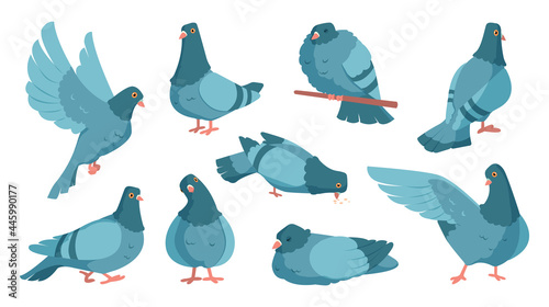 Cartoon pigeon. Cute dove character standing and flying. Flock of gray birds in motions. City wild animal with wings sleeping or eating. Peace and freedom symbol. Vector urban fauna set
