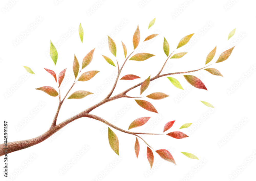 秋の木の枝　手描き色鉛筆画