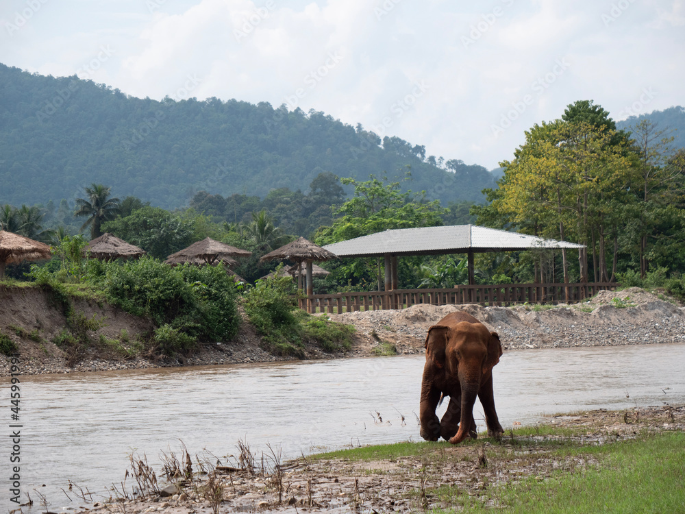 elephant in the river