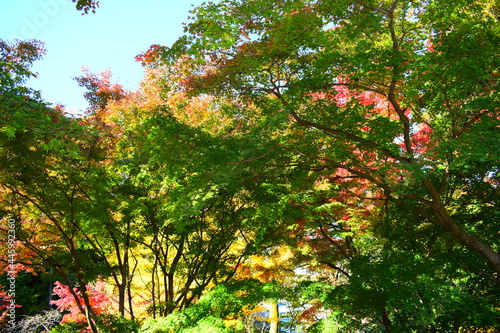 紅葉の始まり