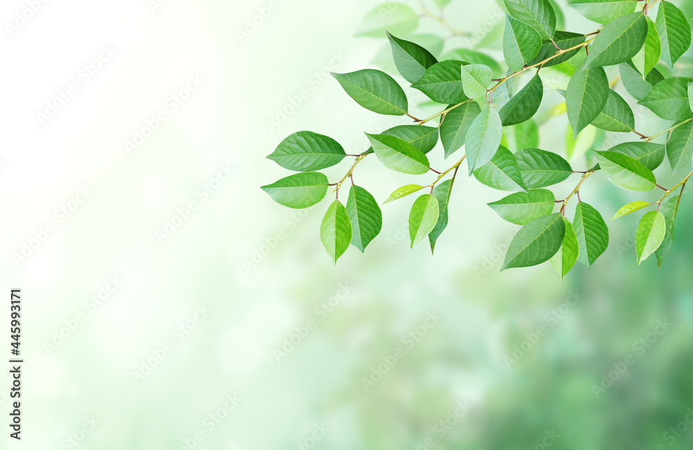 Cherry tree branch with green leaves on blurred sunny background Cherry tree branch with green leaves on blurred sunny background