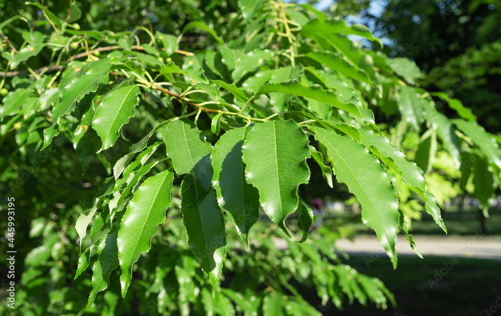 young branches with leaves of fragrant red bird cherry young branches with leaves of fragrant red bird cherry