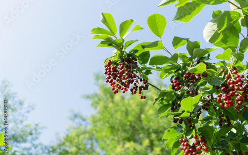 ripe red berries of fragrant bird cherry in the park photo