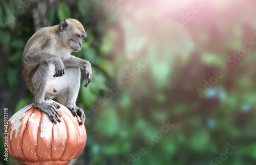 Photography Sad monkey male sits on ancient stone decorative element