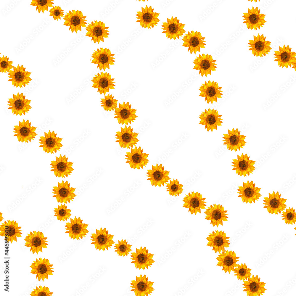 Seamless pattern with sunflowers on, white background. Botanical painting, flower background, illustration. Seamless pattern with sunflowers on, white background. Botanical painting, flower background, illustration.