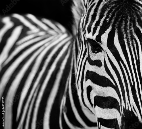 Monochrome portrait of stripped zebra