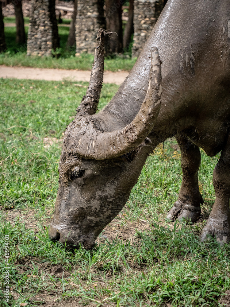 Obraz premium rhino in the wild